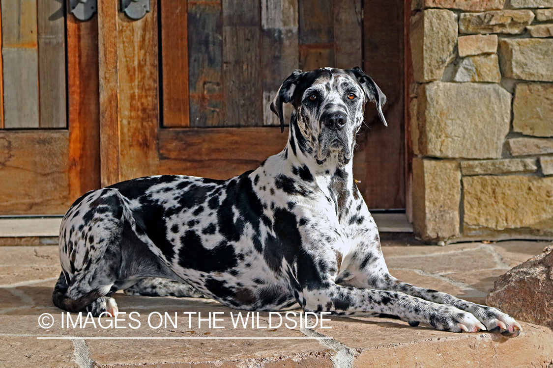 Great Dane on stone deck.