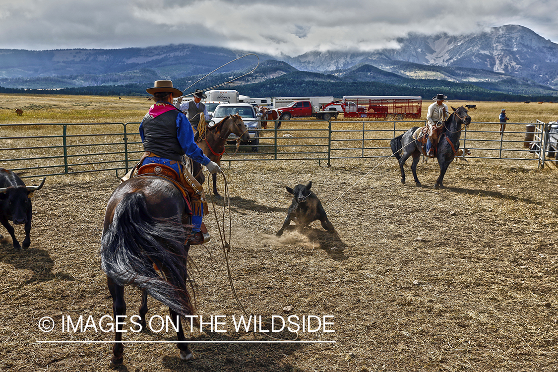 Coyboys and cowgirls herding cattle to be branded.