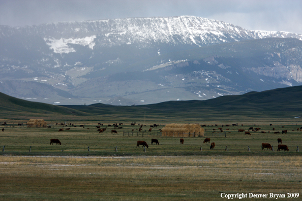 Cattle grazing on the Front Range