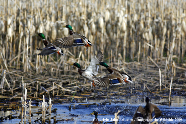 Mallard ducks on wetlands