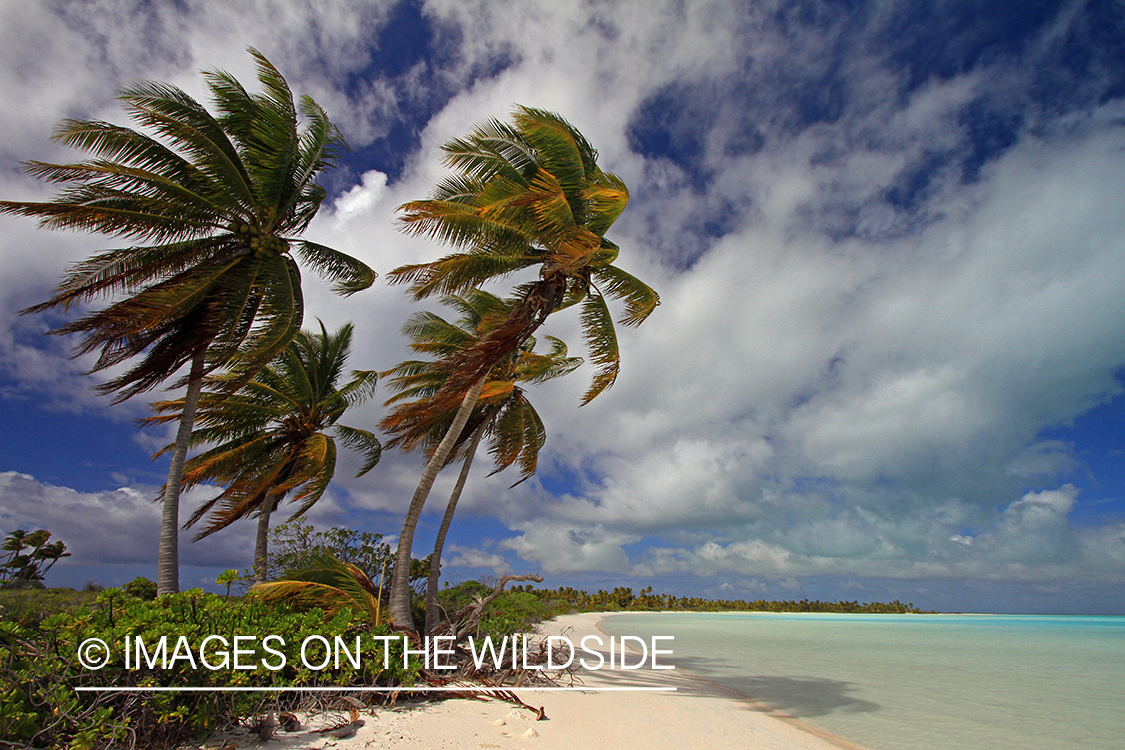 Christmas Island landscape.