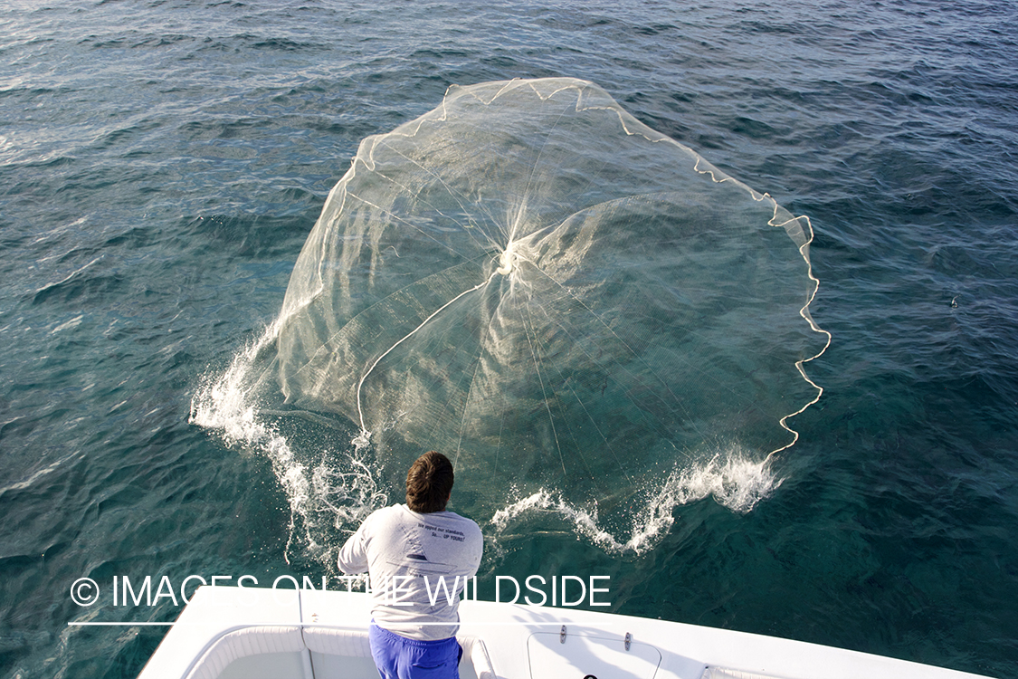 Casting throw-net for bate.