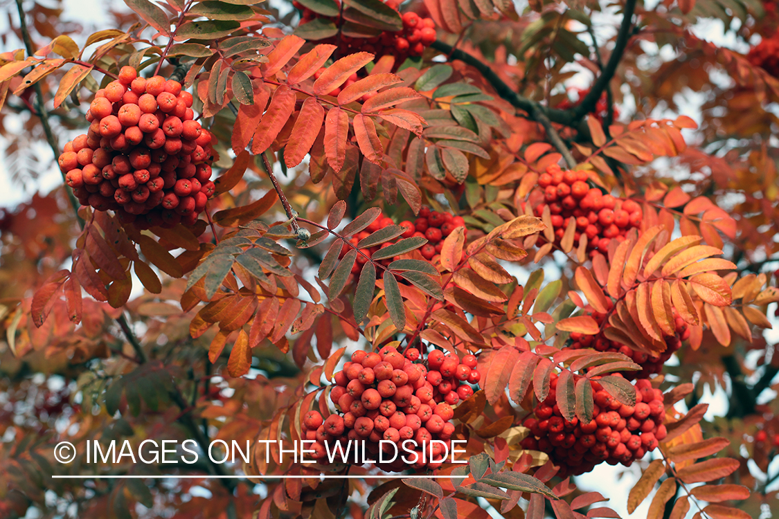 Autumn Vegetation