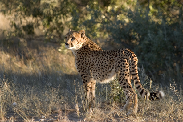 Cheetah in habitat.  Africa.