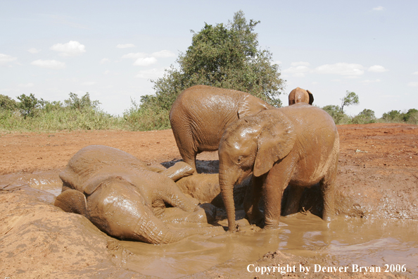 African Elephants