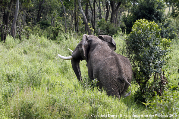 African Bull Elephant 