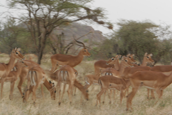 African Impala herd.