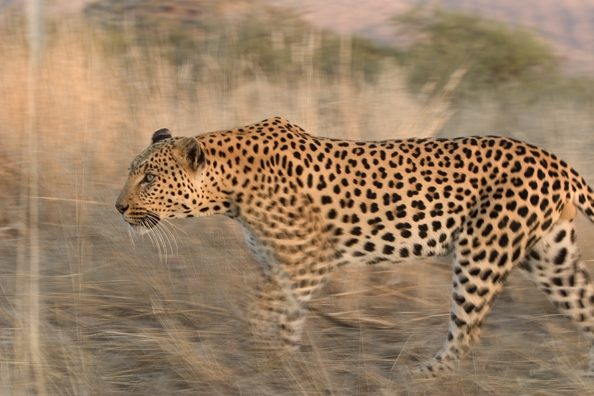 Leopard running/walking. Africa