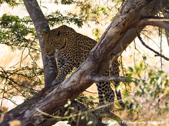 Leopard in tree. 