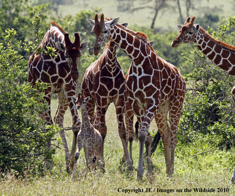 Reticulated Giraffe (adult with young)