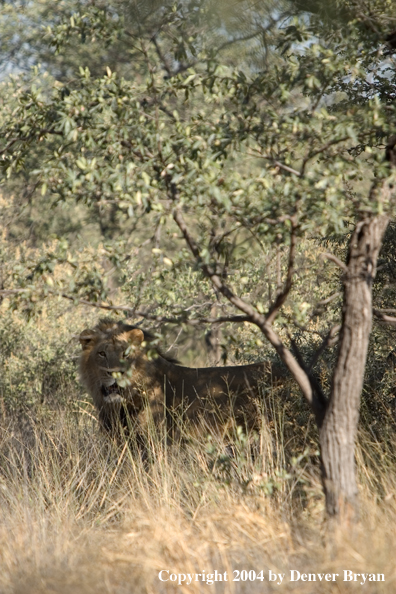 Male African lion in habitat. Africa