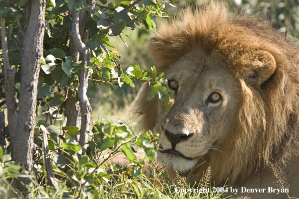 Male African lion in the bush.