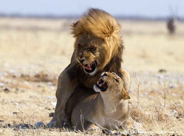 Male and female lion breeding. 