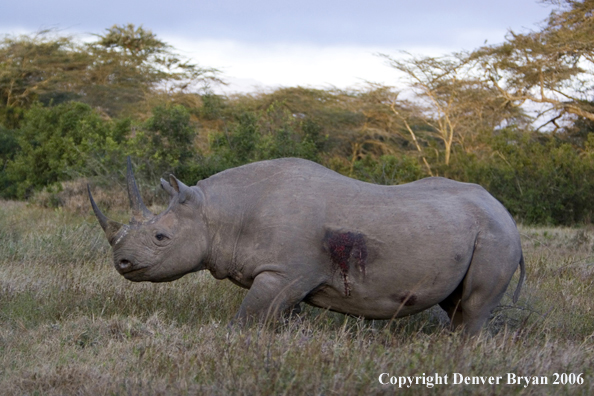 Black rhino in Africa.