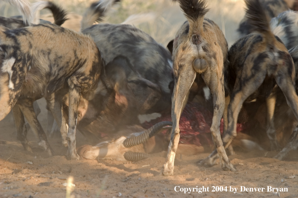 Pack of African Wild Dogs feeding on kill.