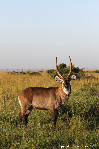 Defassa waterbuck bull.