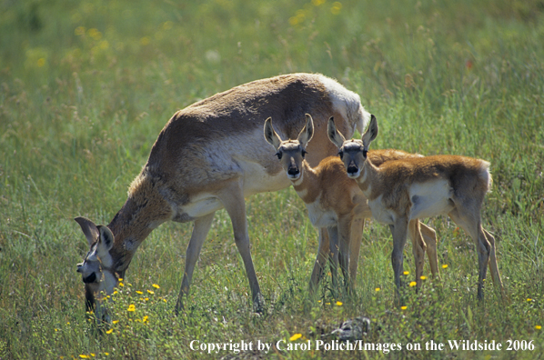 Mother Pronghorn Antelope with fawns