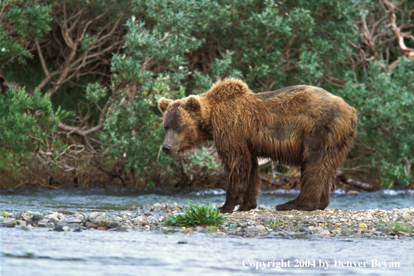 Brown Bear by river