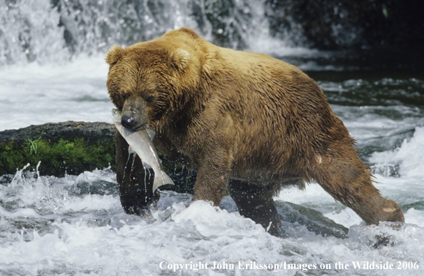 Brown bear catching salmon in habitat. 