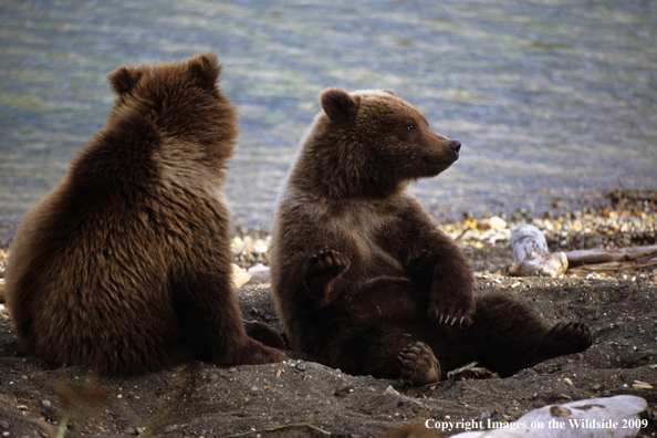 Brown Bear cubs