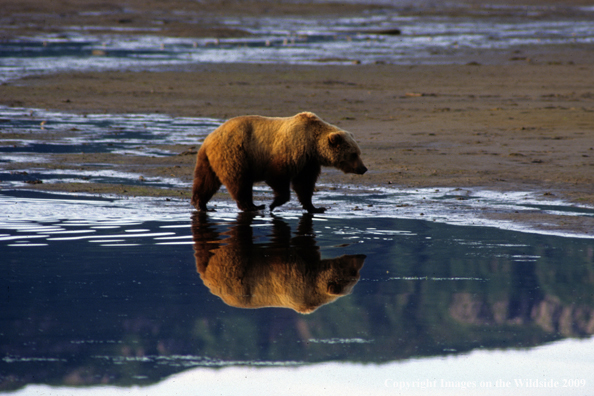 Brown Bear in habitat