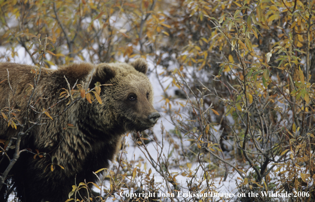 Grizzly bear in habitat. 