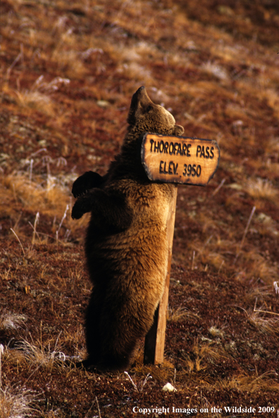 Grizzly bear in habitat