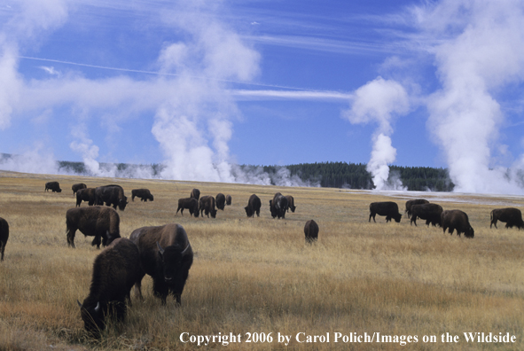 American Bison in habitat.