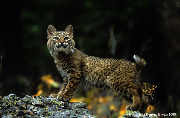 Bobcat