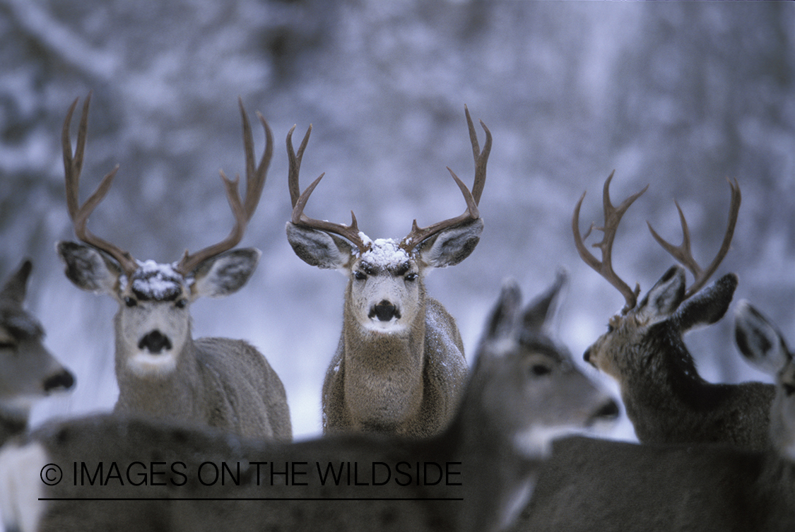 Herd of mule deer in habitat.