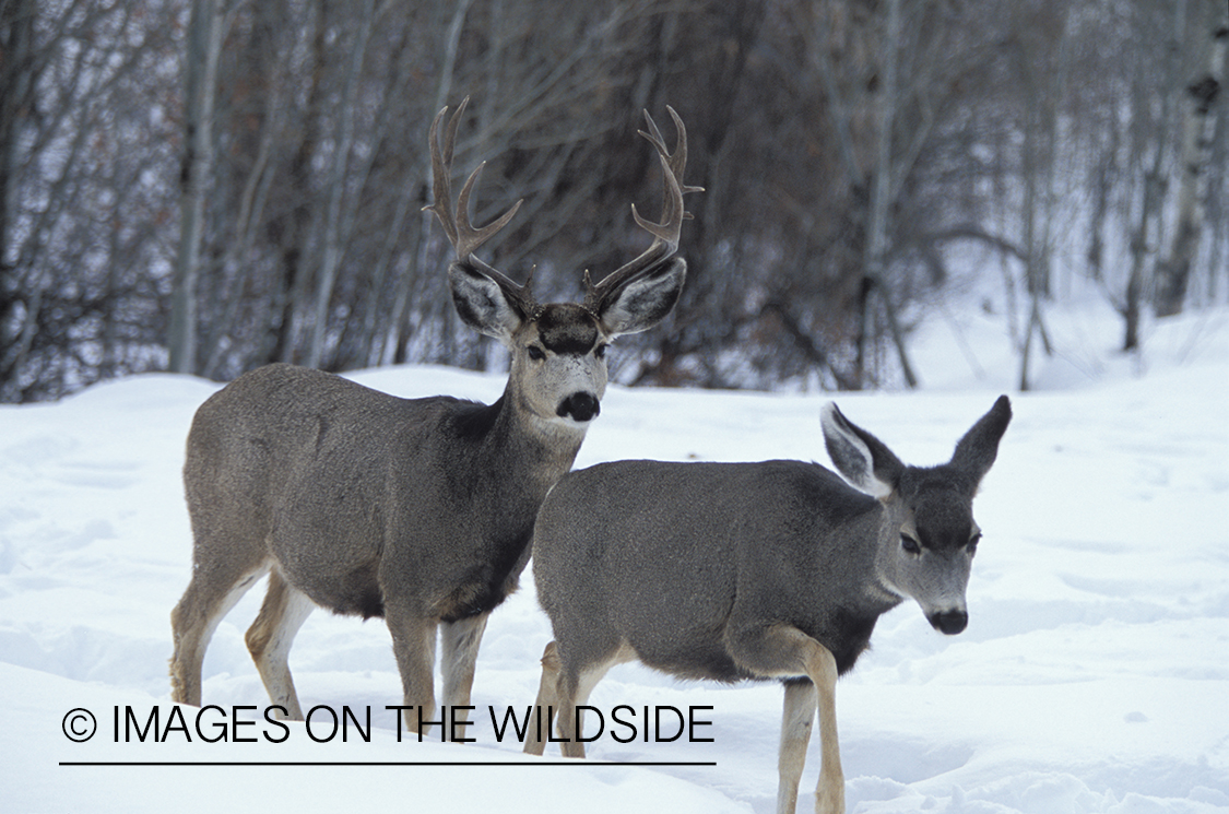 Mule deer buck and doe in winter.