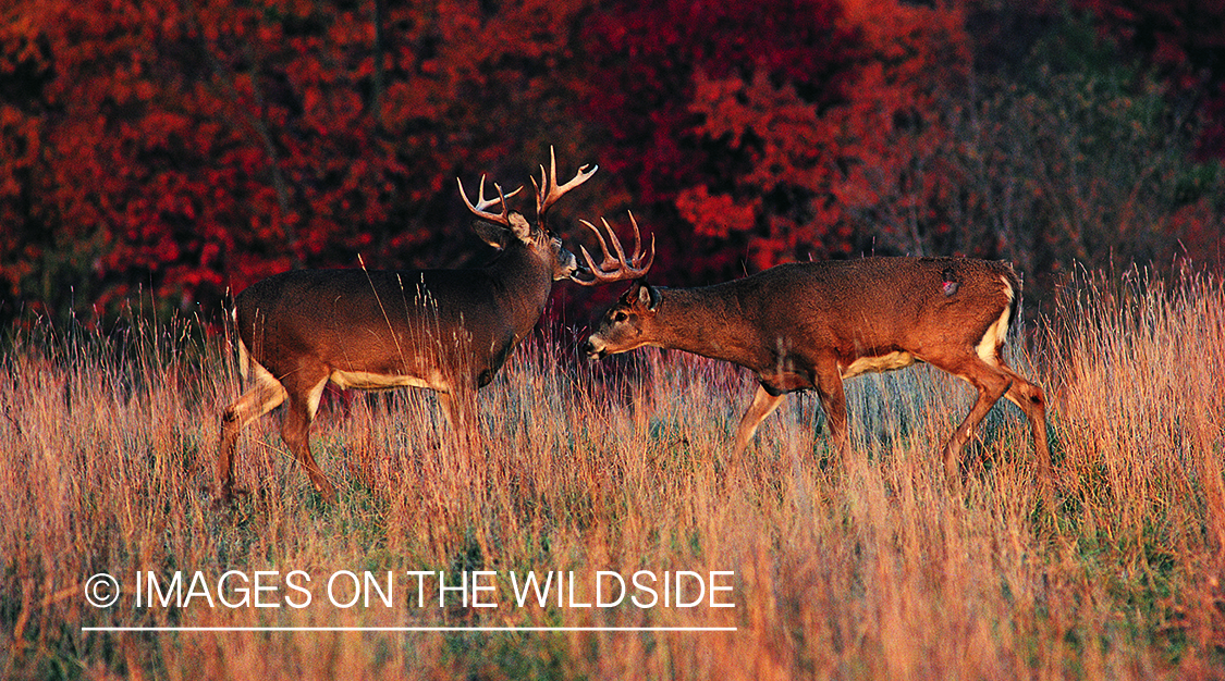 Whitetailed deer fighting.