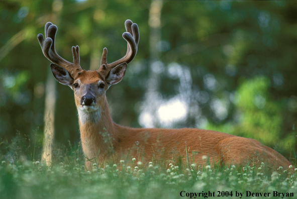 Whitetailed deer in velvet.