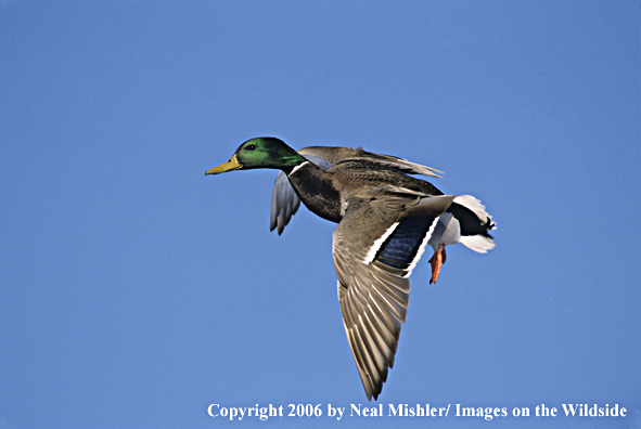 Mallard drake in flight.