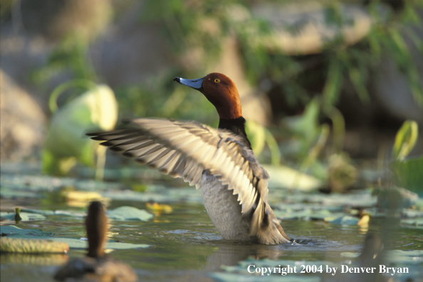 Red head drake and hen in water