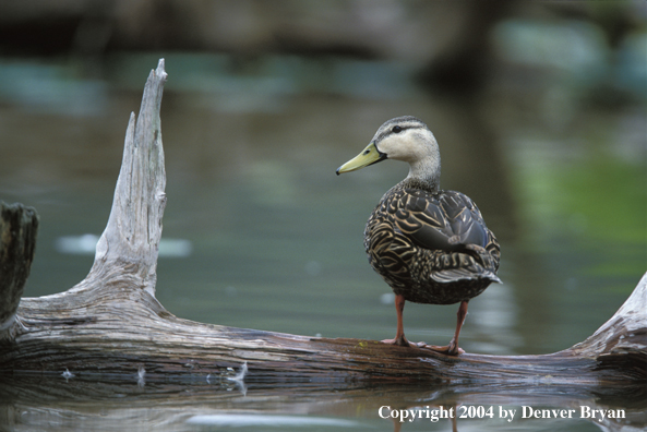 Mottled duck on log