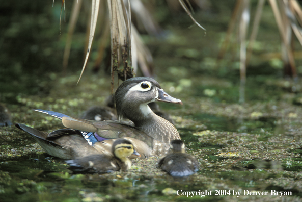 Wood Duck hen w/ young