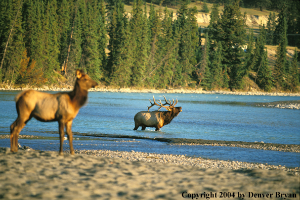 Bull elk in river, cow in foreground