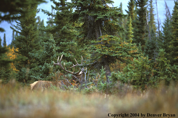 Bull elk in habitat.