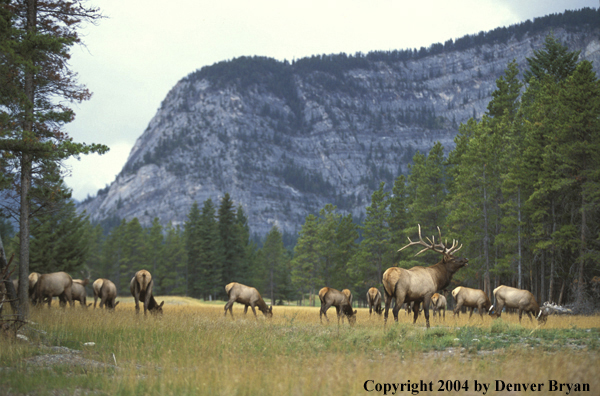 Herd of elk in habitat.