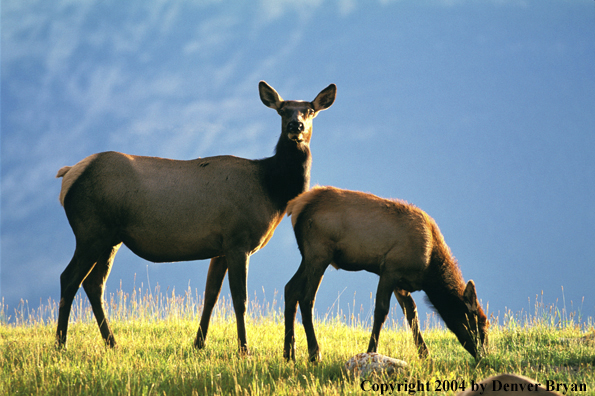 Cow elk with calf