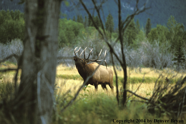 Bull elk bugling