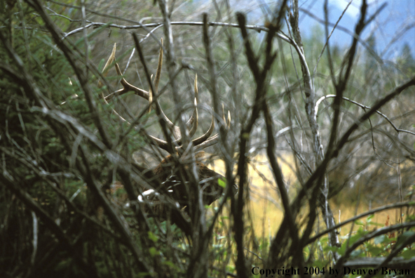 Bull elk in habitat.