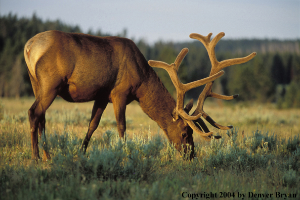 Bull elk in velvet