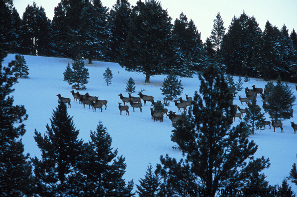 Herd of elk in habitat.