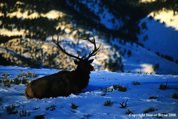 Elk laying in the snow