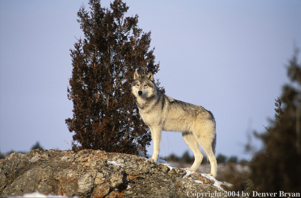 Gray wolf in winter habitat.