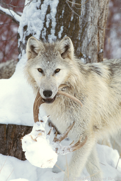 Gray wolf carrying antlers.