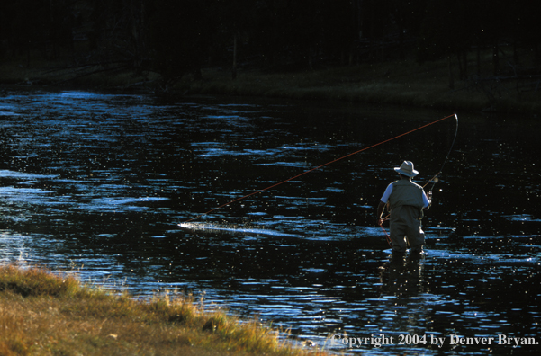 Flyfisherman casting during a hatch.