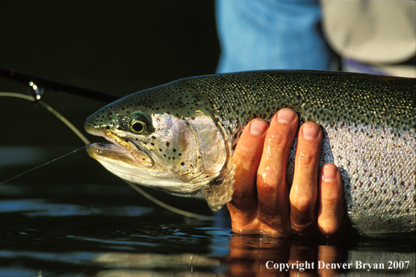 Rainbow Trout.